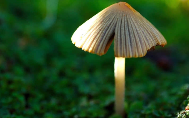 如何选择适合篮球康复训练的器材_1